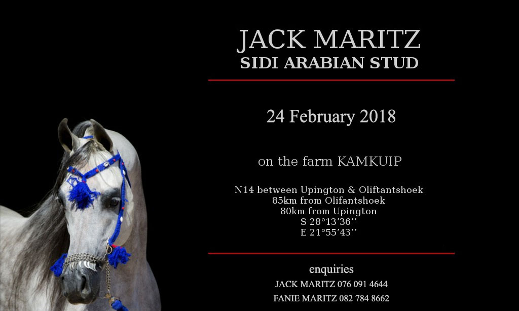 Sidi Arabians Auction