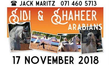 Sidi & Shaheer Arabians Auction