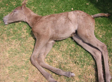 Lavender Foal Syndrome