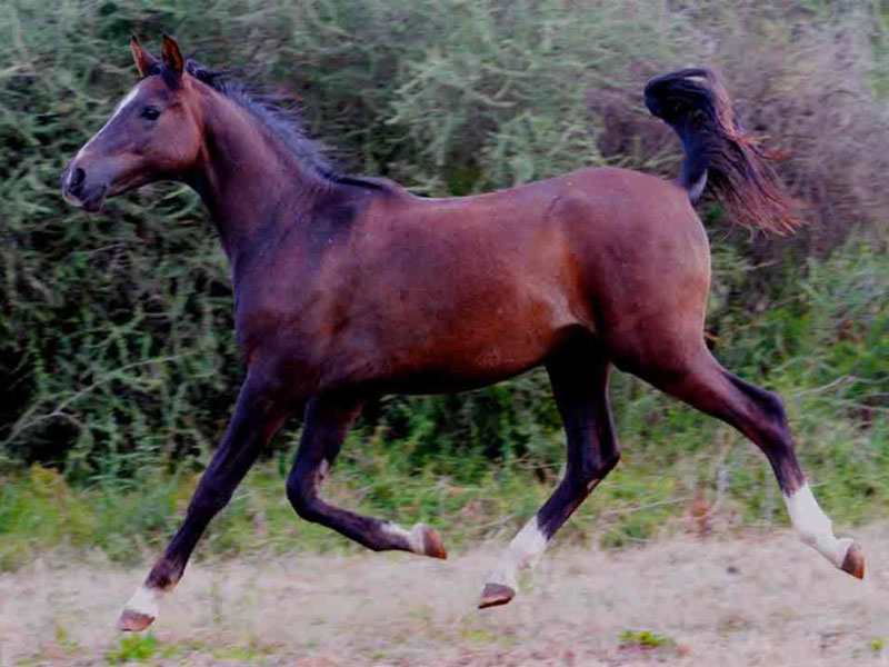 Olford Silver Snap - Olford Silver Snap is standing at Olford & Dartford Arabians stud.